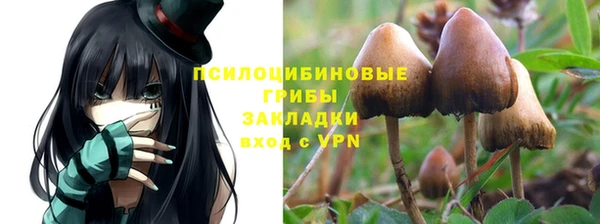 PSILOCYBIN Вяземский